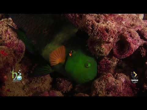 A 40 second film summary of Broomtail wrasse fish. (Ropme Sea Area).