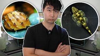 9 NEW Oddball Fish you ACTUALLY never heard of