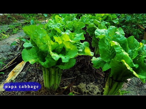 Easy way to grow Chinese cabbage outdoors