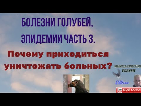 Болезни голубей, эпидемии часть 3. Почему приходиться уничтожать больных?