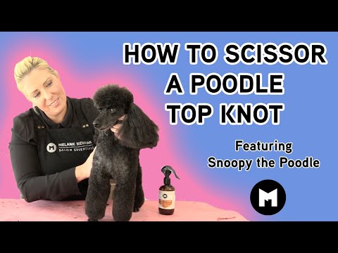 How to scissor a poodle top knot