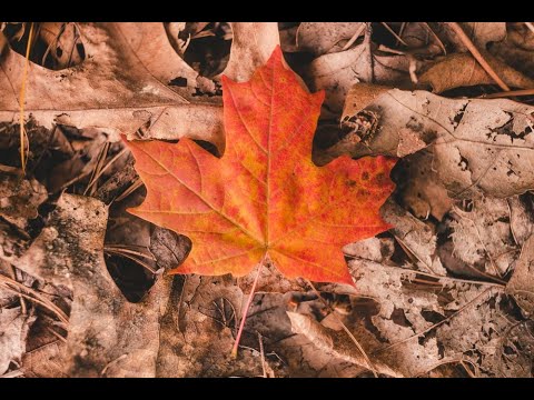 Pēteris Vasks: Episodi e canto perpetuo (1985)