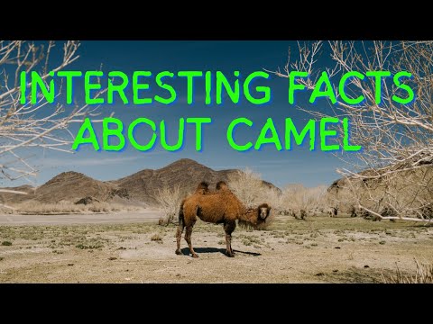 Interesting Facts About Camels