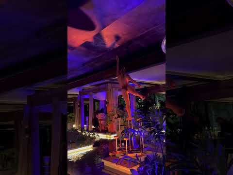 Mila restaurant Miami Beach cane act. No fire 