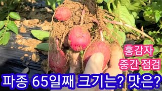 홍감자 파종 65일째 크기와 맛은? 중간 점검 귀농귀촌,전원일기,인간극장,주말농장,텃밭,빨간감자 홍심이 햇감…