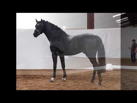 DARK RUBIN 3j. schwarzbrauner gekörter Hengst v. Dating AT - Kennedy WE