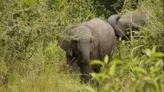 preview picture of video 'Uganda-Queen-Elizabeth-National-Park-Elephants-travel-blog'