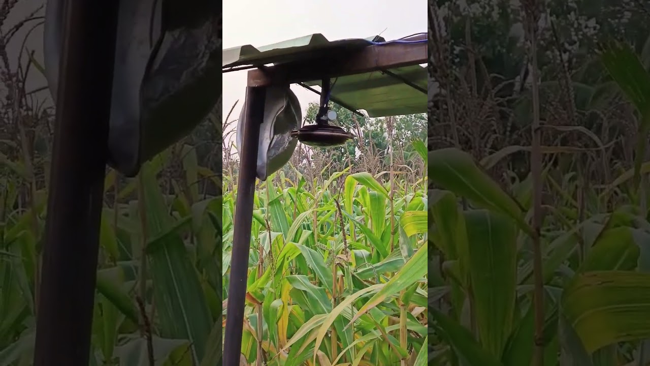 Animal Repellent, pig repellent, protect crop from animals, best and  cheap solution to protect crop