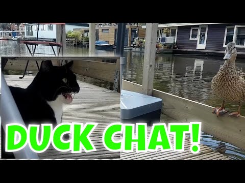 Why do cats Chirp? CAT Chatting With Duck