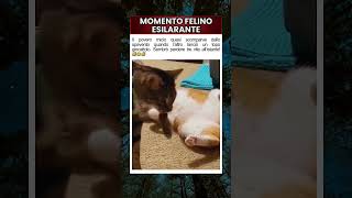 Il Balzo Felino Più Divertente di Sempre