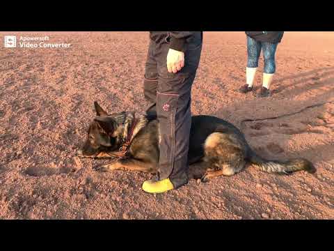 Berry Wiki Isabela - Tracking Spring 2022