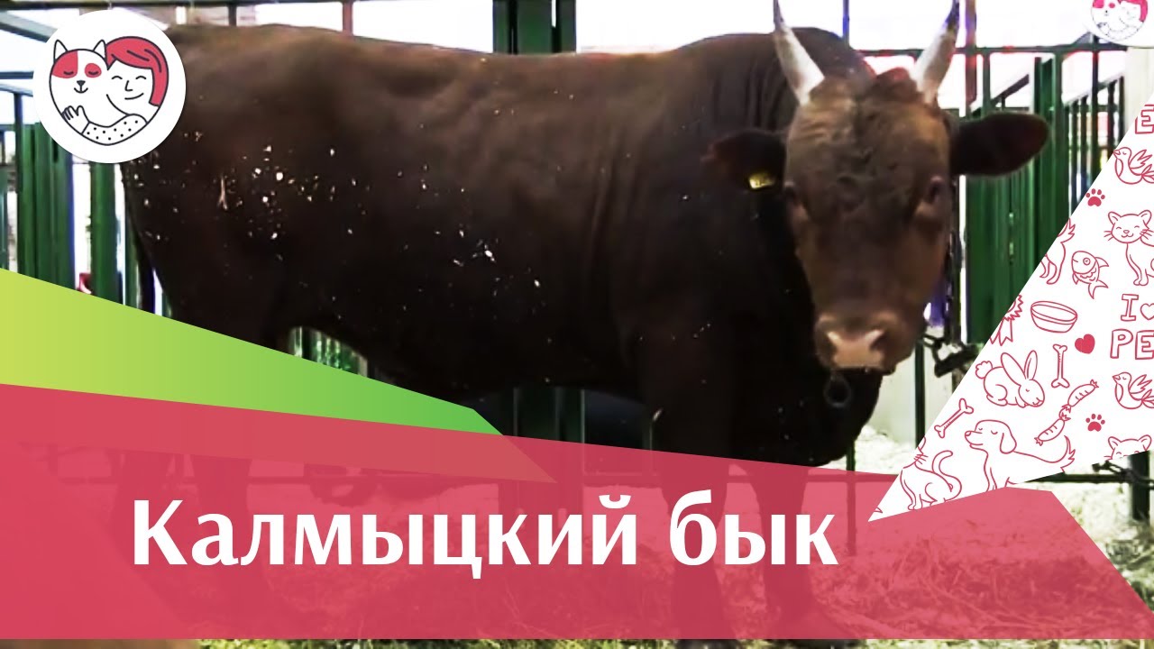 БЫКИ КАЛМЫЦКОЙ ПОРОДЫ Агропромышленная выставка Золотая осень 2016 iLikePet