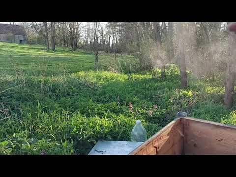 Stupina #ApisInes #ionelnistor #abcapicol2026 #ApisInsomniaci