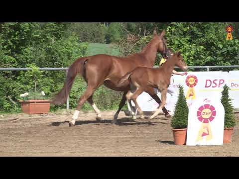 Fohlenmarkt Fronhofen - KN 21 For Romance - Worldly