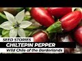 SEED STORIES Chiltepin Pepper Wild Chile Of The Borderlands