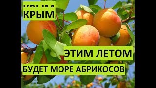 Крым. Этим летом будет много дешевых абрикосов!!!!!!!!!!!