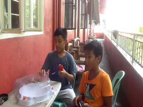 Wild wyvern vs God Valkyrie