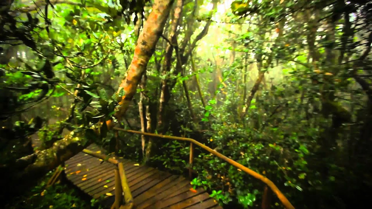 Parque Nacional Bosque Fray Jorge