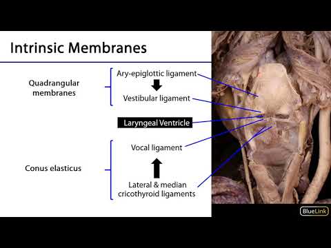 Larynx, Pharynx and CST LO 6 - Intrinsic Laryngeal Membranes