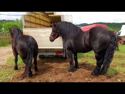 Armăsarii lui dl.Marius de la Voitinel-Bucovina