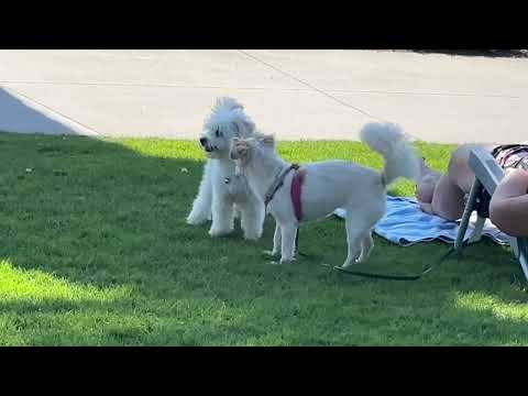 Penny penny good gog