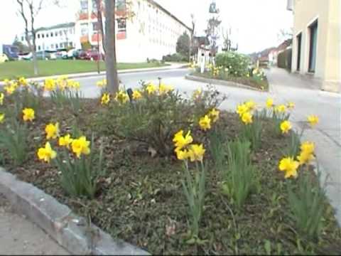 Narzissendorf St Marein