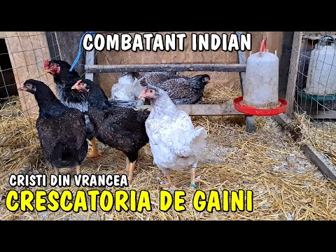 Country Life - Cristi's Chickens from Vrancea - Indian Fighter - Brahma - AYAM Cemani - Cochin🇷🇴