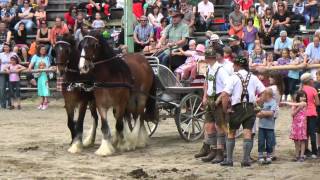 preview picture of video 'Shire-Horse-Show bei Burg Sommeregg in Treffling/Kärnten'