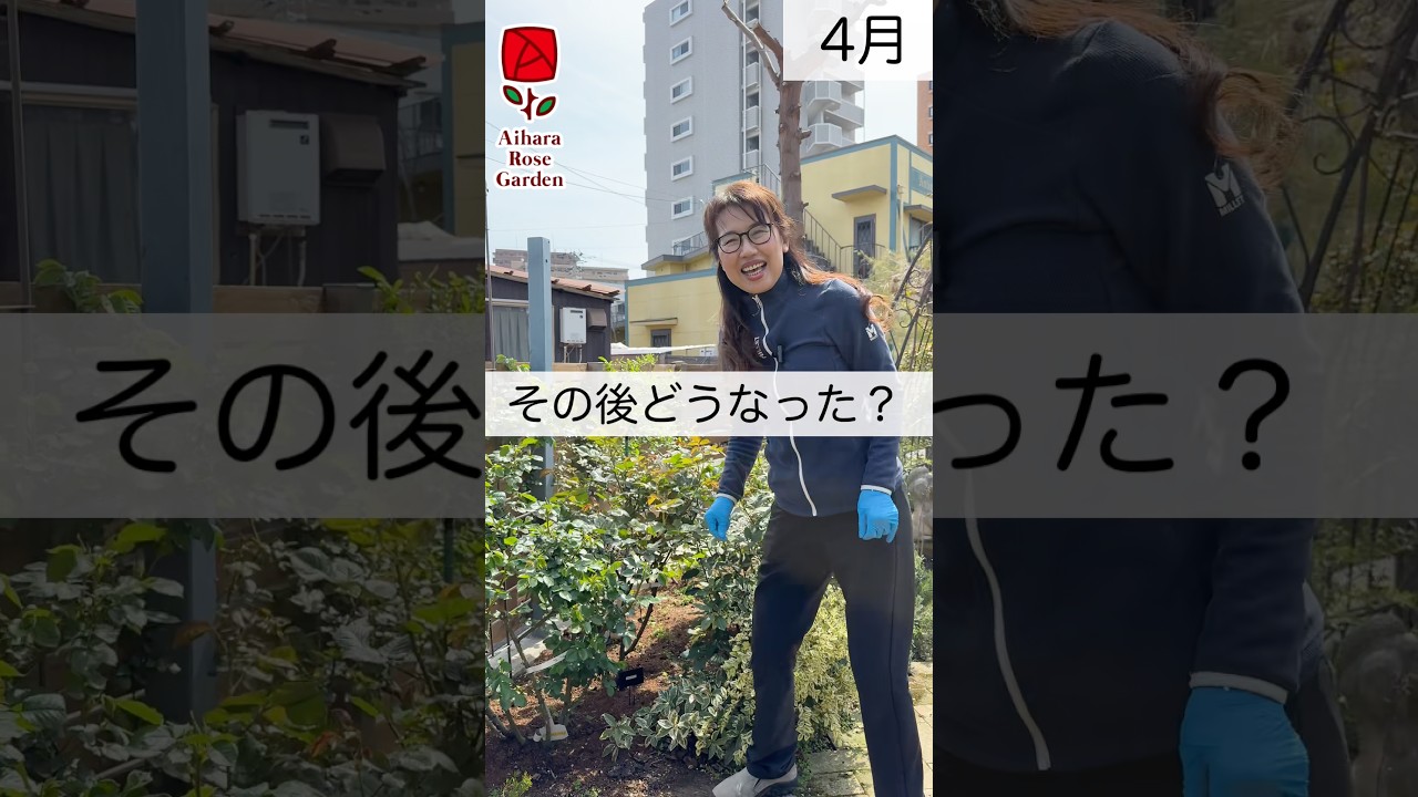 その後どうなった？　#相原バラ園 #バラ #バラ園 #バラ栽培
