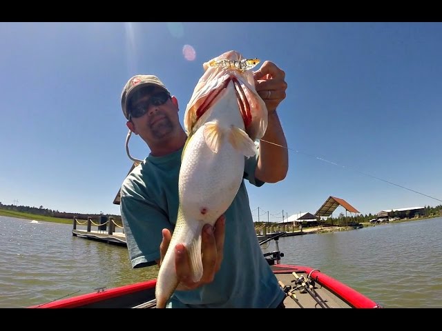 Godzilla Bass Caught on a Shrimp! Topwater Bass Fishing