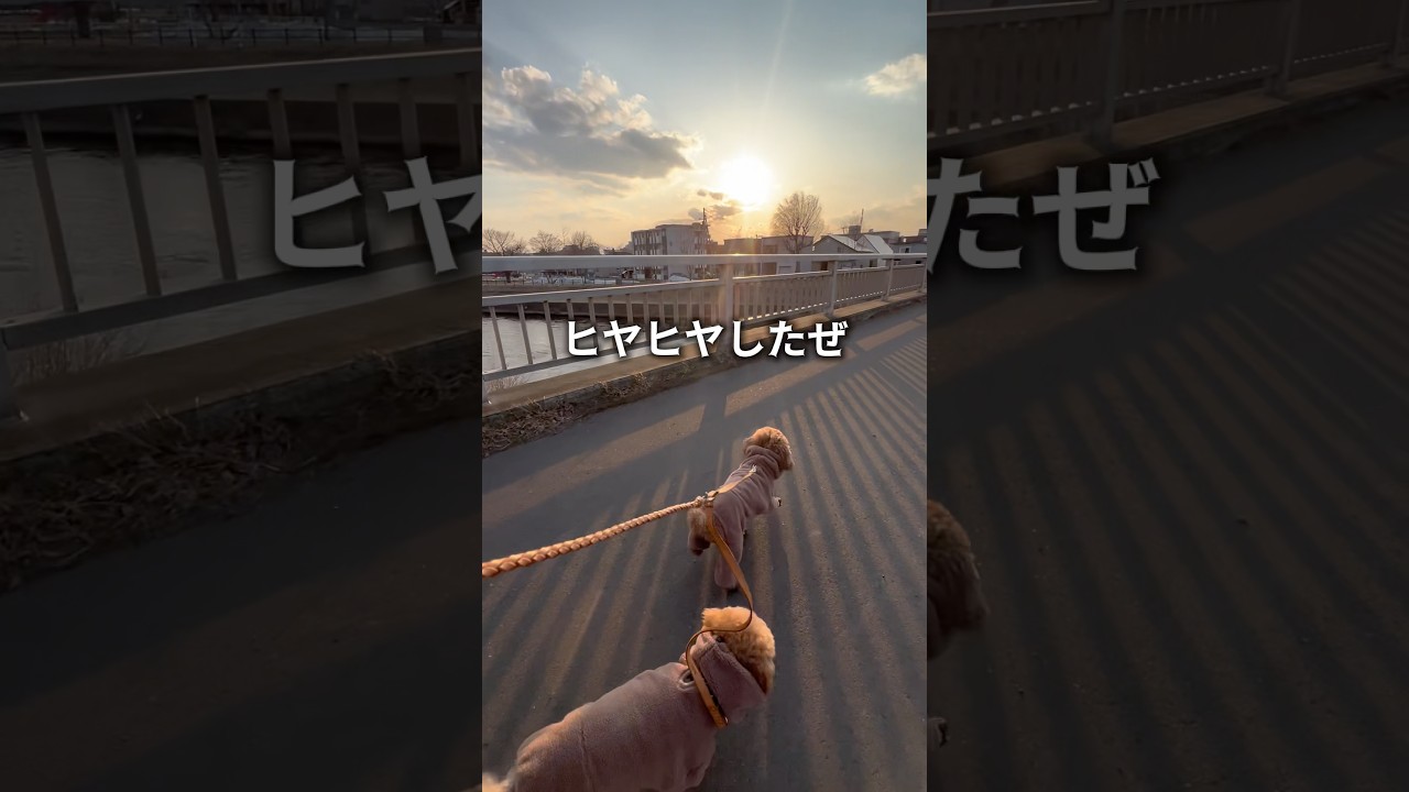 お気に入りの散歩コース解禁！ #トイプードル #多頭飼い #散歩