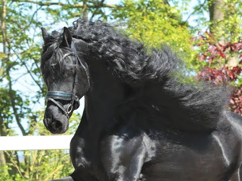 Stal Okkema's Tjibbe - Alwin x Folkert - stallion - 2014 - 1.61m