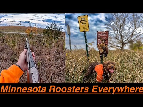 Minnesota Pheasant Hunting | So Many Roosters I Couldn't Shoot Straight!