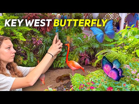 Key West Florida Butterfly and Nature Conservatory Museum 4K HDR Walking Tour