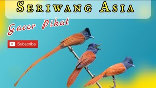 Download lagu Pemikat Burung Seriwang Asia Gacor Sangat Jernih mp3 Download lagu Pemikat Burung Seriwang Asia Gacor Sangat Jernih mp3