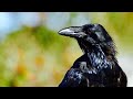 Raven: A Haida Creation Story