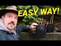Blueberry Propagation Easy And From Waste
