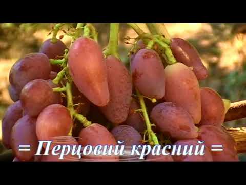 Виноград Александра Черната 2020