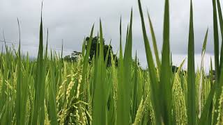 Download lagu Padi di sawah Full HD| Free footage no copyright mp3 Download lagu Padi di sawah Full HD| Free footage no copyright mp3