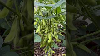 Download lagu Soybeans! #harvest mp3