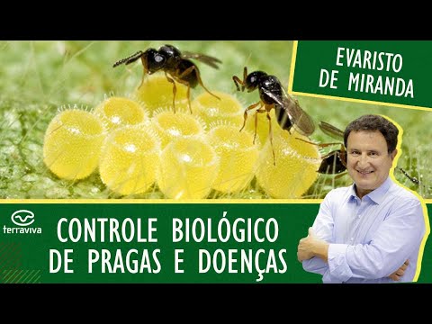 Tudo sobre o controle biólogico de pragas e doenças