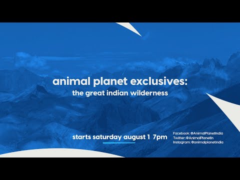 #APExclusives: The Great Indian Wilderness | Starts August 1 at 7 PM