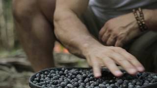 How to Harvest Acai in Amazon Forest? Wholesale Organic Acai Berries