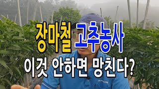 장마철 고추농사에 꼭 해야되는 이것은? 병충해 예방과 다수확을 위해서 방제는 주기적으로 실시 고추재배법