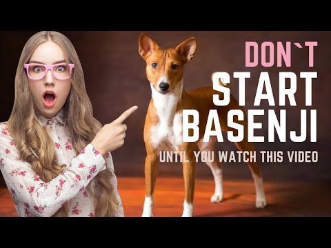 BASENJI - ALL TRUTH ABOUT BASENJI DOG BREED - WHY YOU CAN NOT START DASENJI