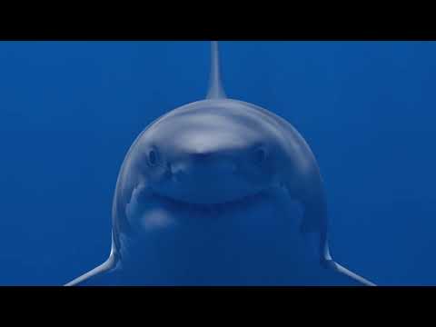 Great White Shark Animation (with caustics)