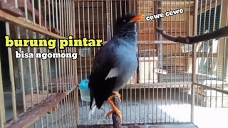 Download lagu jalak kebo mata putih pintar bisa ngomong mp3
