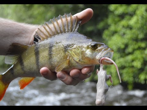 Overfladefiskeri med døde mus i åen