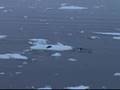 Orca Attack Seal with Waves