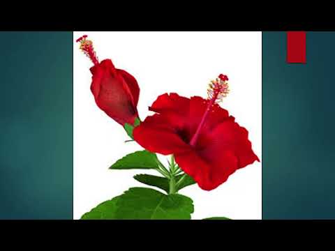 Flowers name with jinal #flowers #jinal #cutebaby #gujarati #2022 #shorts